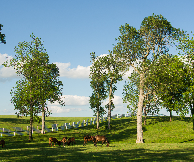 The horse farms that make the Bluegrass famous are found in the Inner Bluegrass