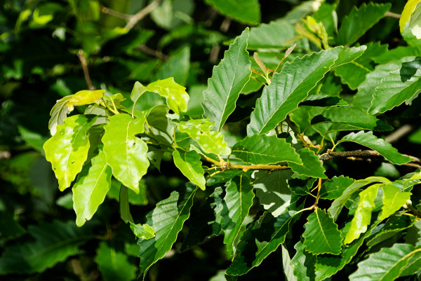 Chinkapin oak leaves