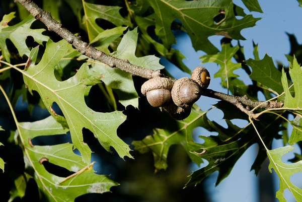 Shumard oak acorns, Quercus shumardii