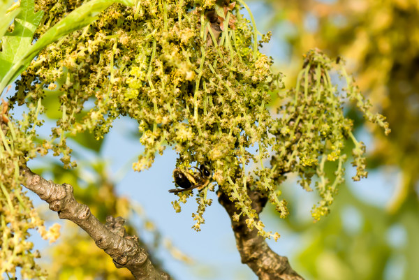 Bees on male bur oak flowers