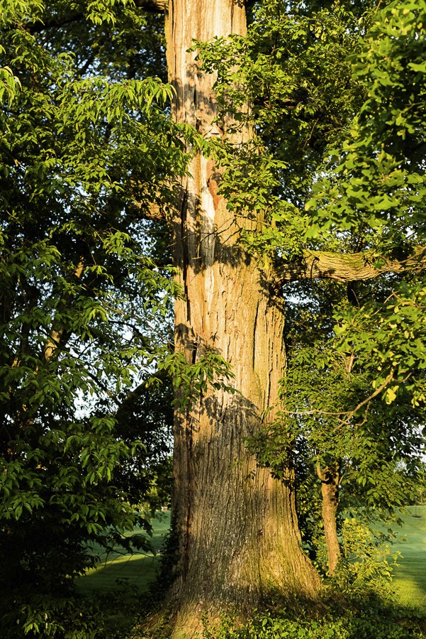 Bur oak with lightning scar