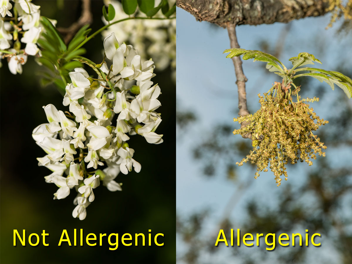 Showy flowers do not cause allergies