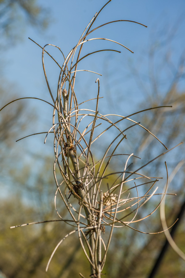 The large petioles (leaf stalks) of kingnt, Carya laciniosa, remain on the tree through the winter.