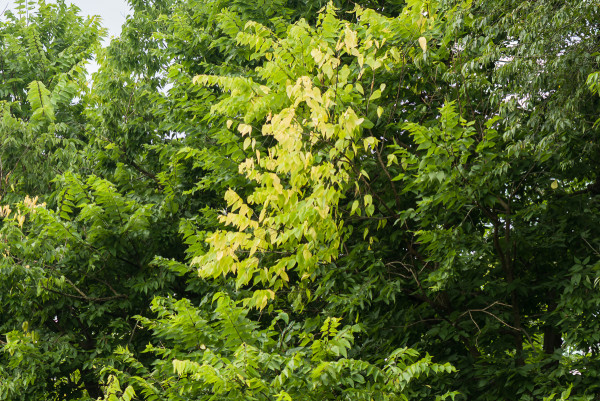 July flush of hackberry with very pale foliage.