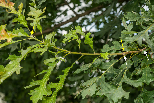 Bur oak stem