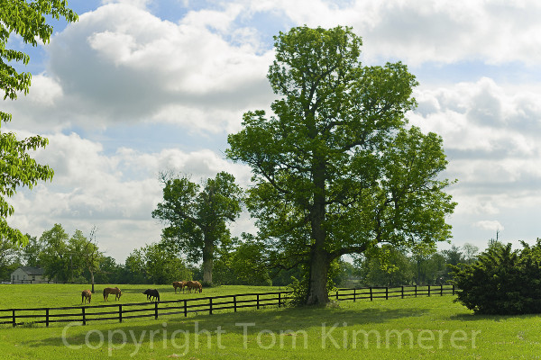 Woodland Pasture, Fayette County, Kentucky