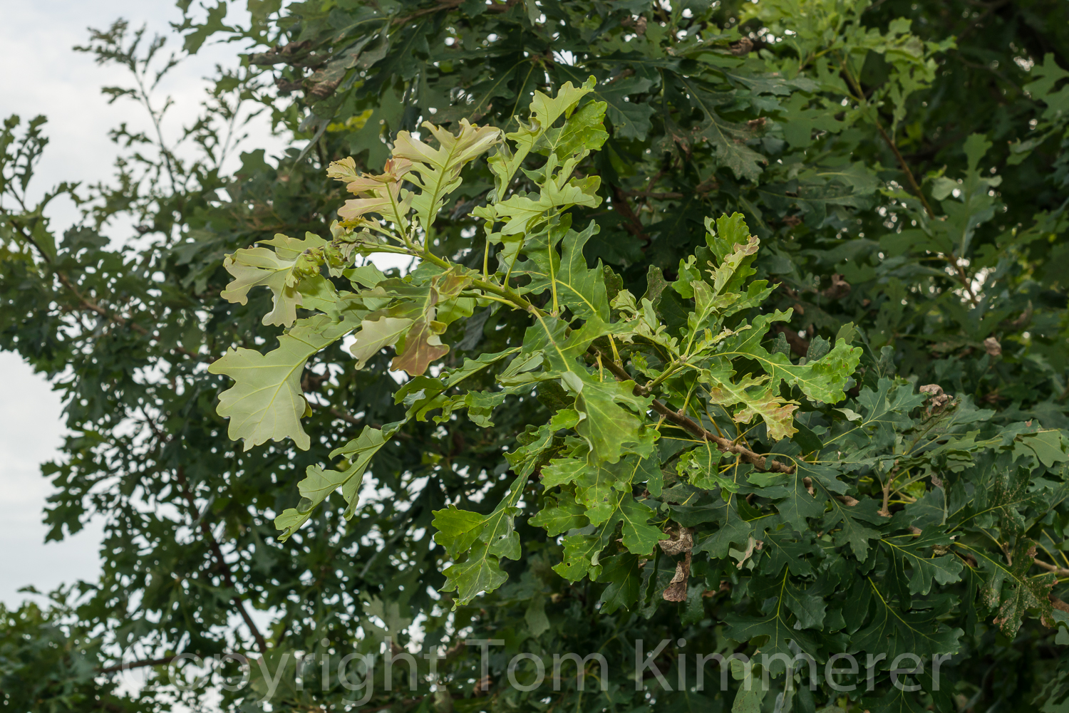 September flush of growth in bur oak