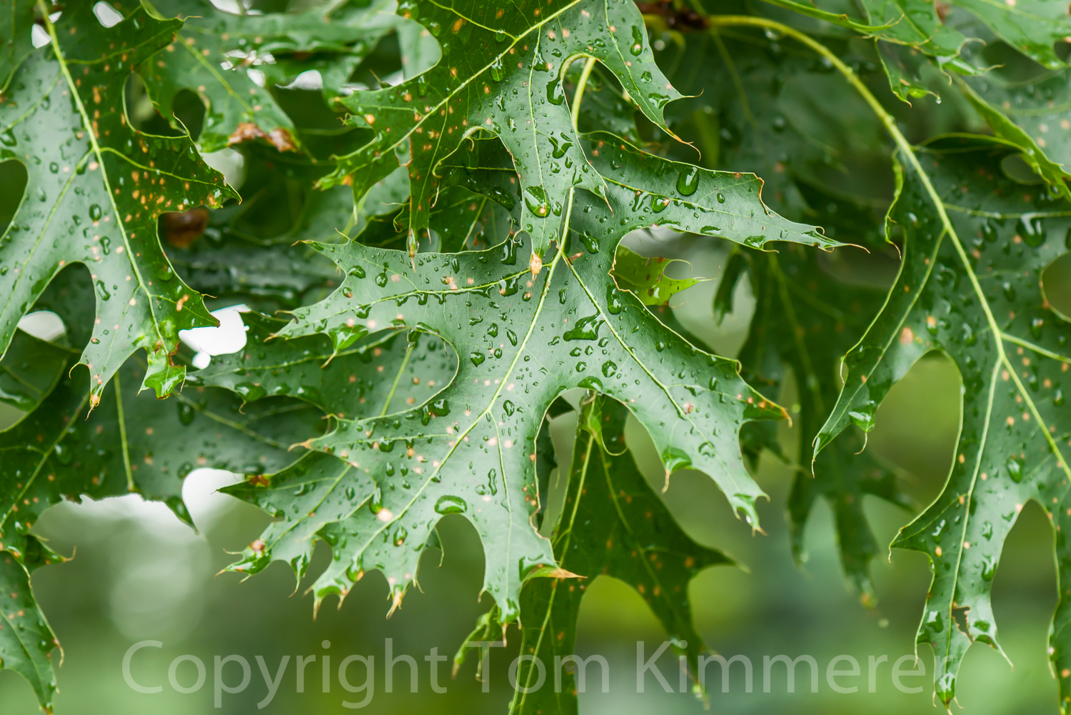 Shumard oak leaves in rain