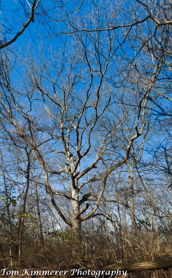 Old chinkapin oak