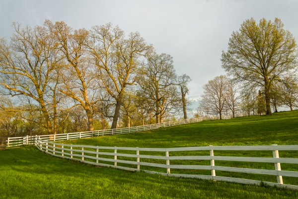 A woodland pasture, Jessamine County, Kentucky