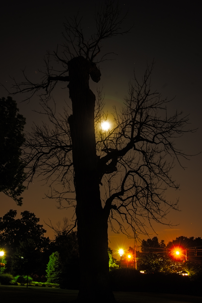 City trees by moonlight and street light