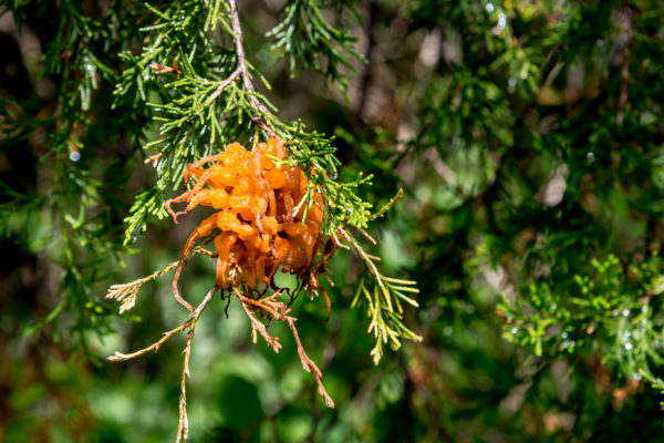 Telial spore horns of cedar-apple rust