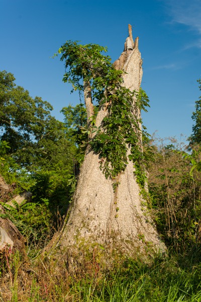 Picture of a dead chinkapin oak
