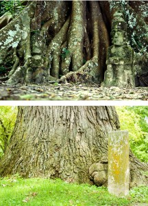 Venerable Trees - pictures of Bodh tree and bur oak