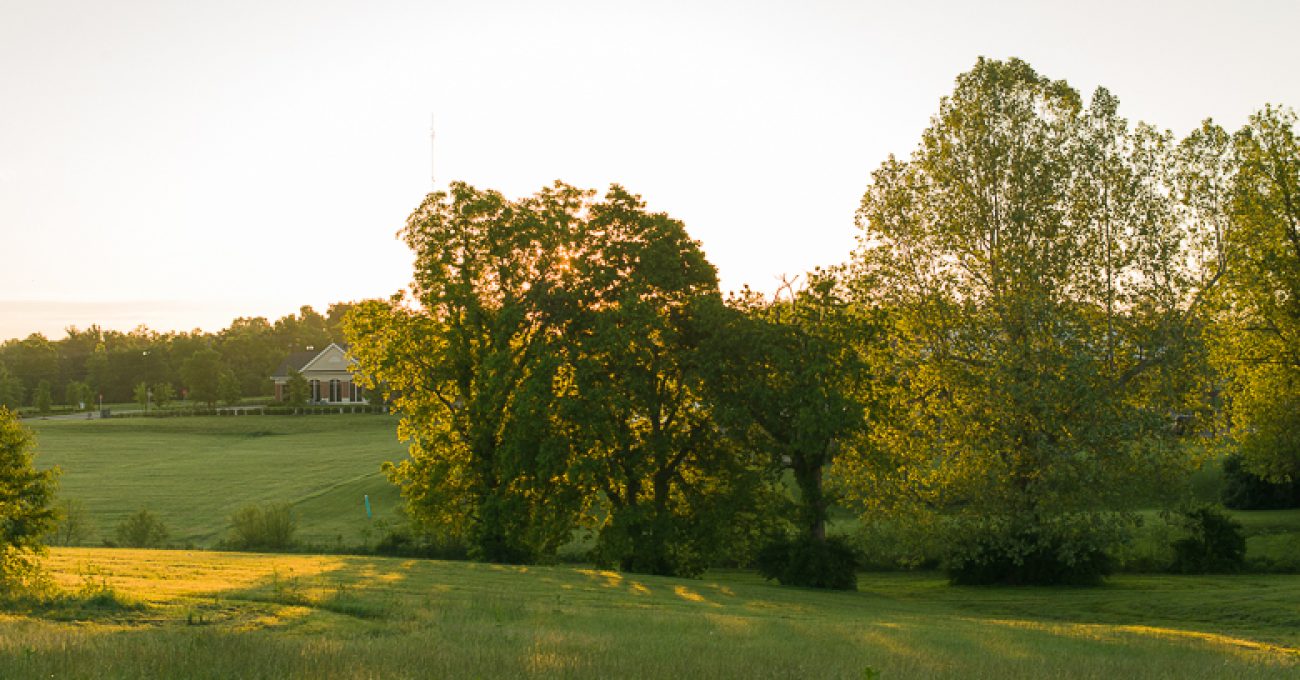 Bluegrass trees at dawn