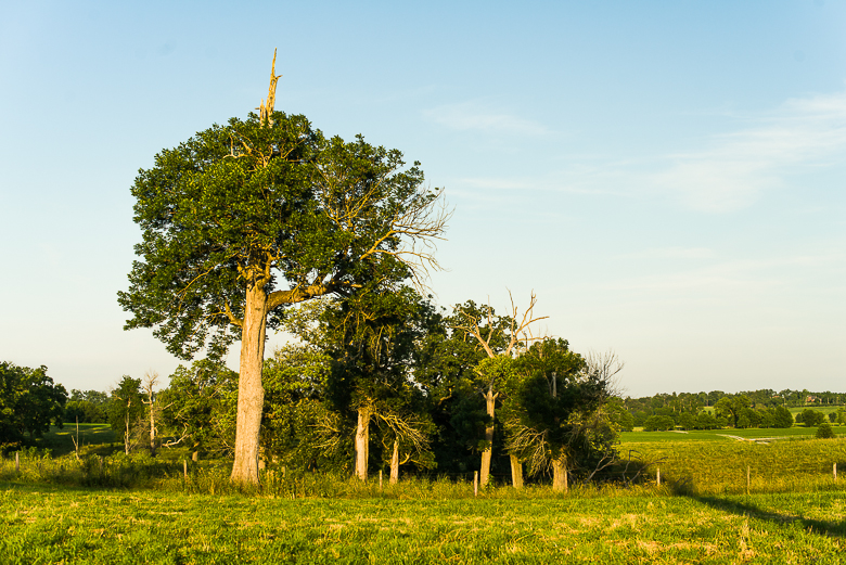 blue ash trees