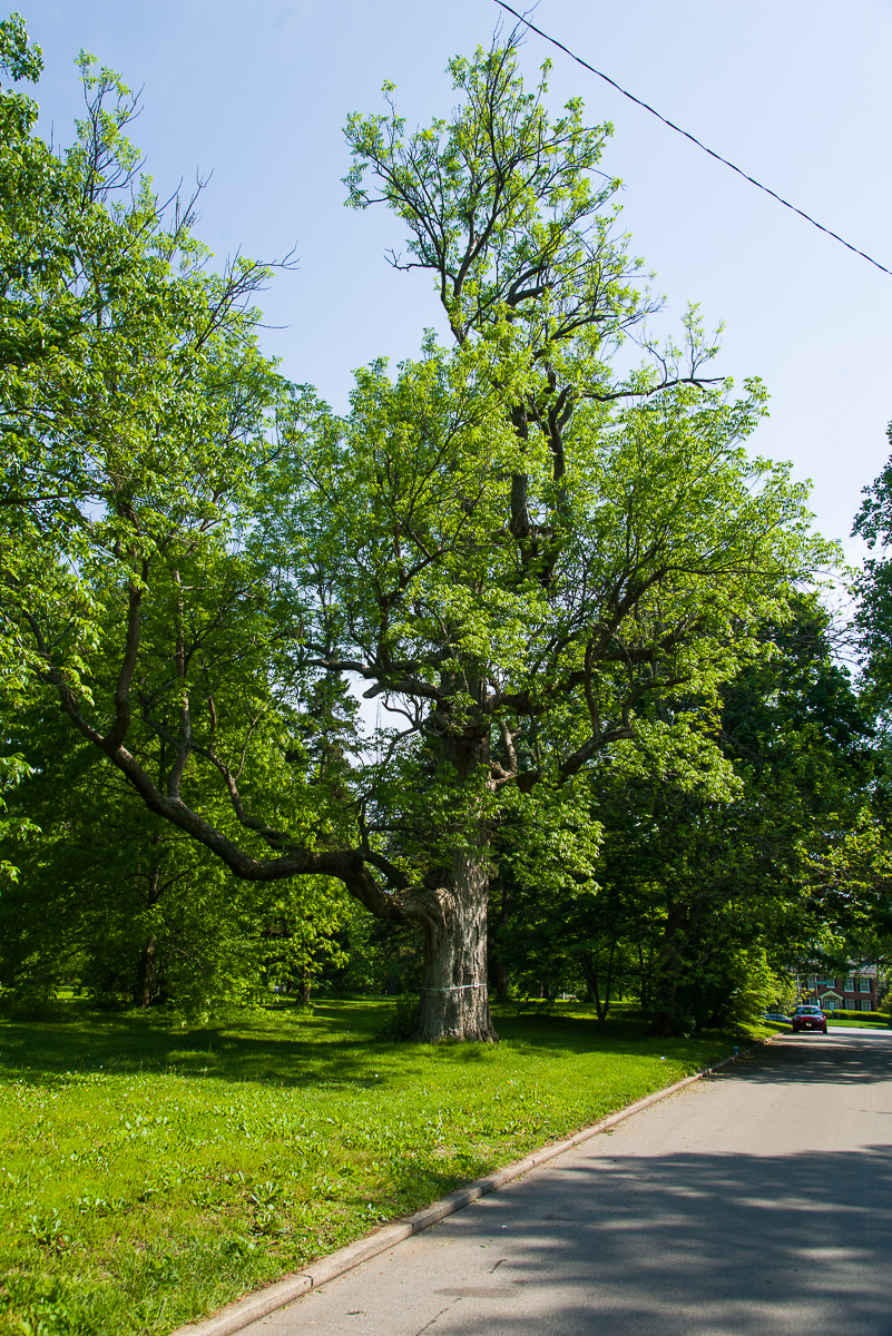 Picture of blue ash tree