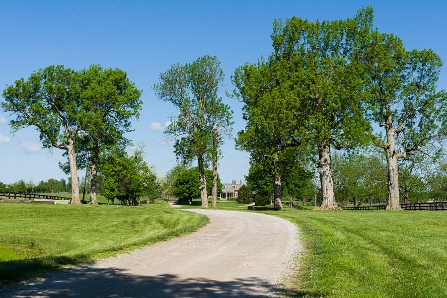Trees at a Bluegrass Farm