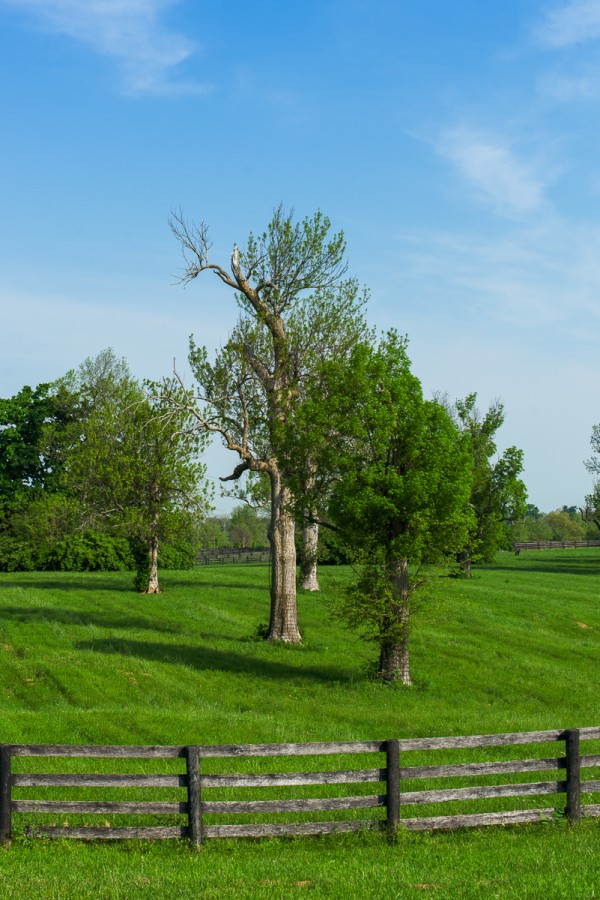Woodland pasture