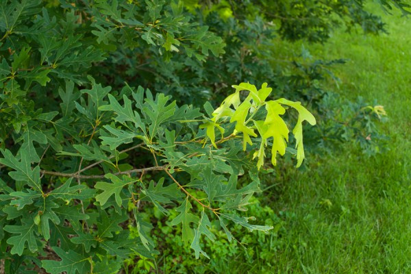 shoot growth in bur oak. 
