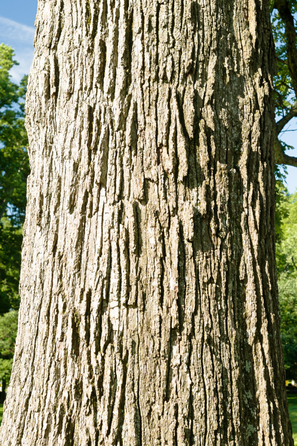 Bur oak stem
