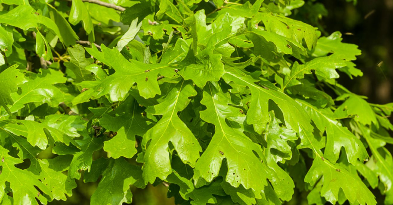 bur oak, Quercus macrocarpa, leaves in summer