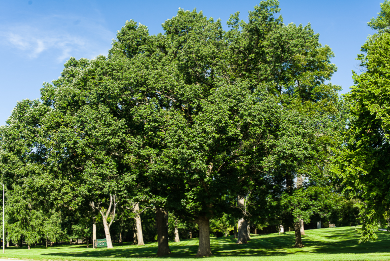 Grove Of Venerable Trees Urban Tom Kimmerer