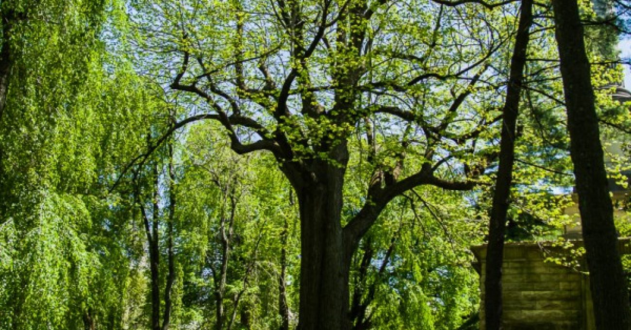 Picture of American basswood, Tilia americana