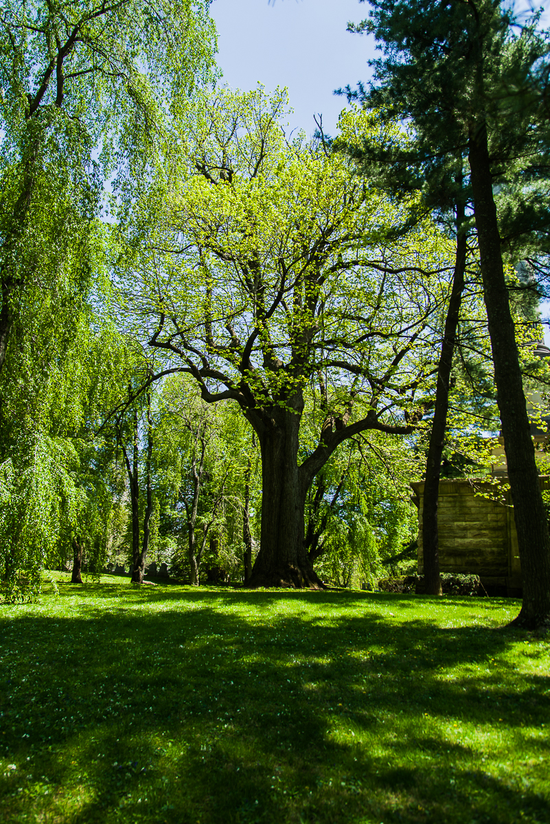Picture of American basswood, Tilia americana