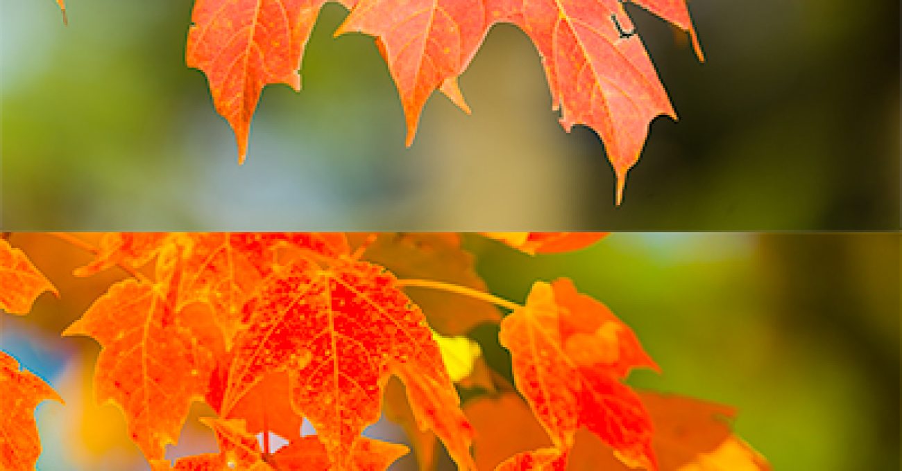 Picture of sugar maple leaves in fall colors