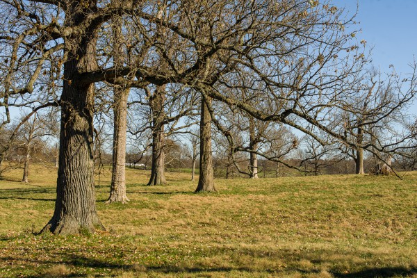Woodland Pasture in Woodford County