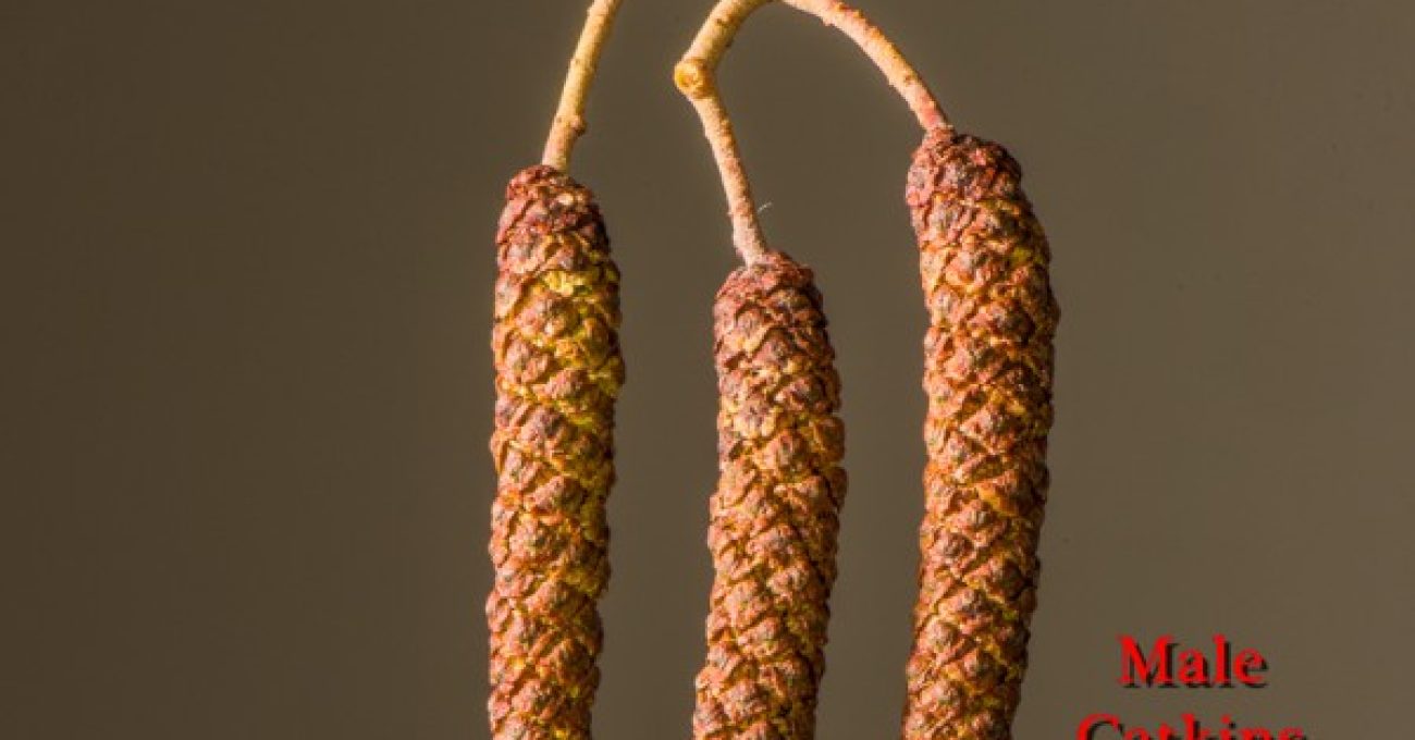 Male and female catkins of black alder