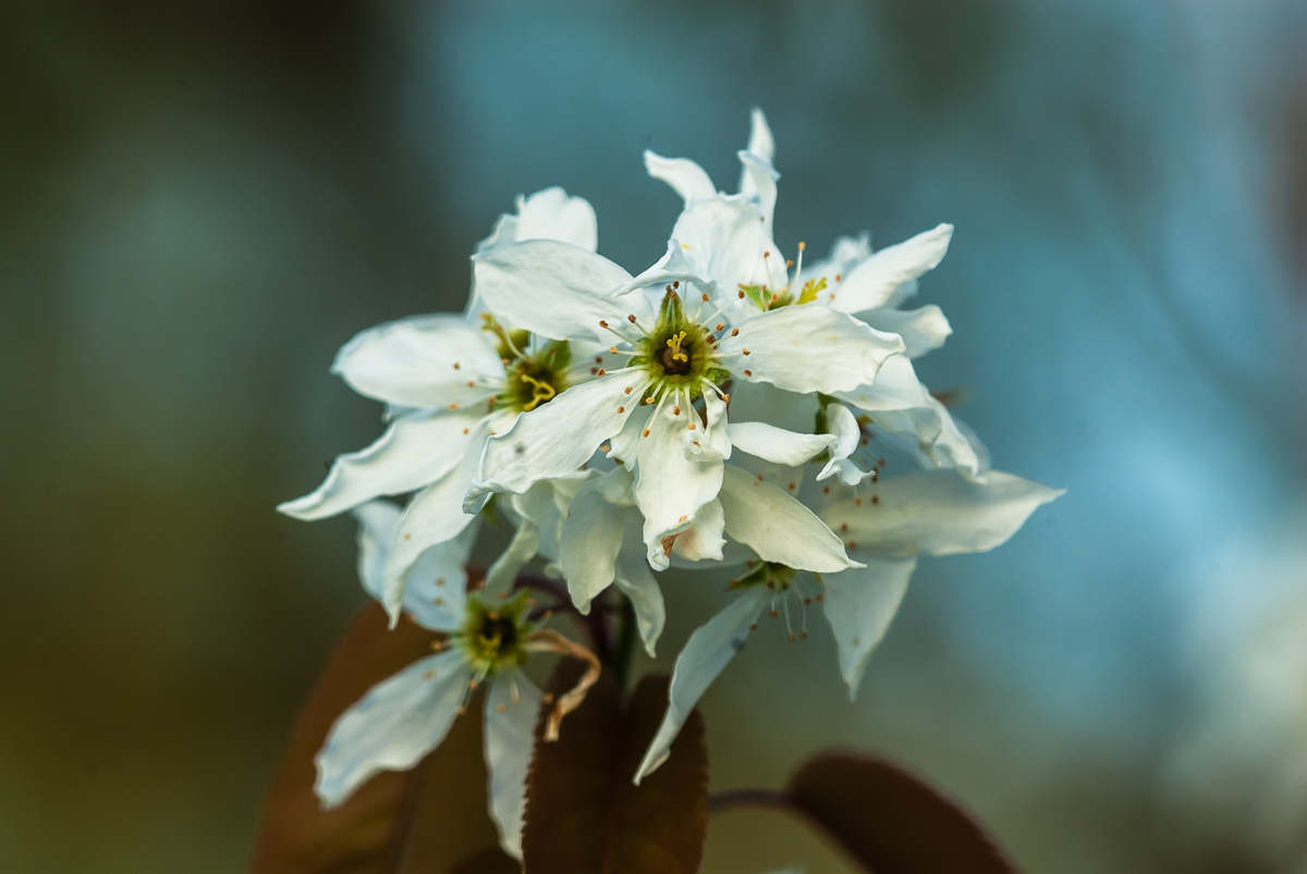Picture of serviceberry flowers