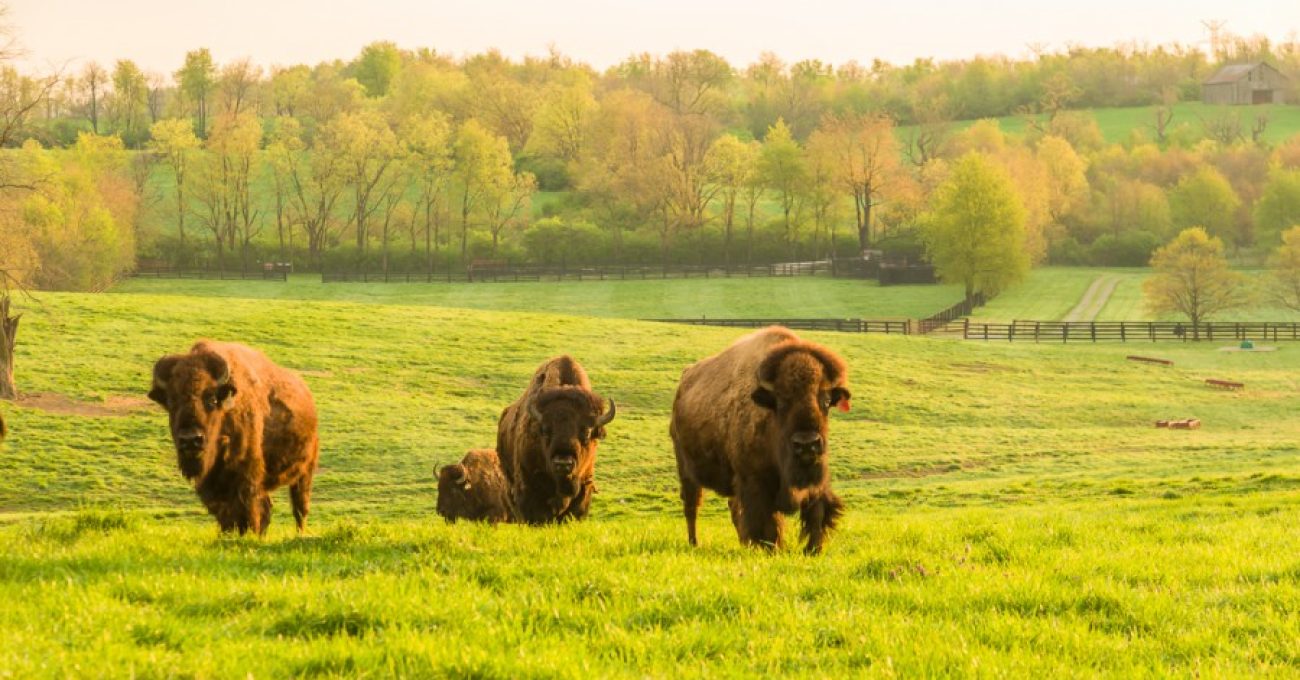 American bison on Bluegrass pasture