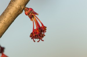 Red maple, Acer rubrum, functionally female flowers