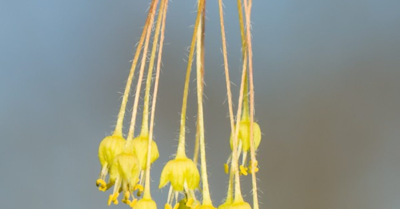 sugar maple flowers