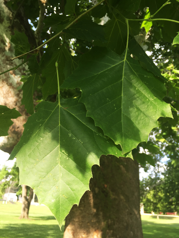 American sycamore leaves