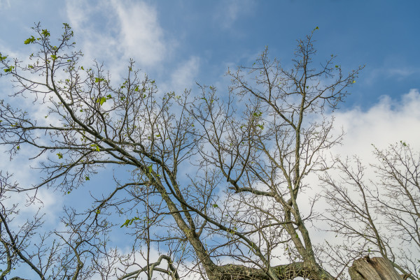 Defoliated old bur oak