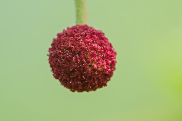 Sycamore flower
