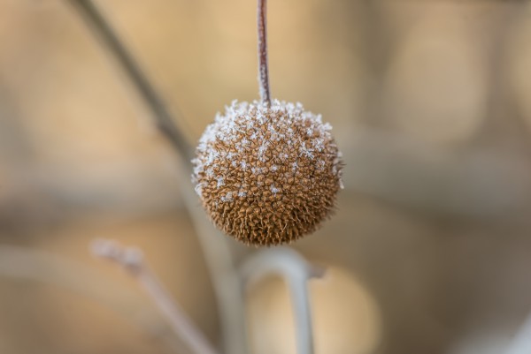Sycamore fruit in winter