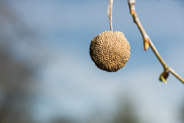 Sycamore fruit in spring