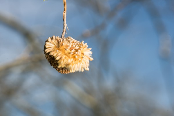 Sycamore fruit in spring