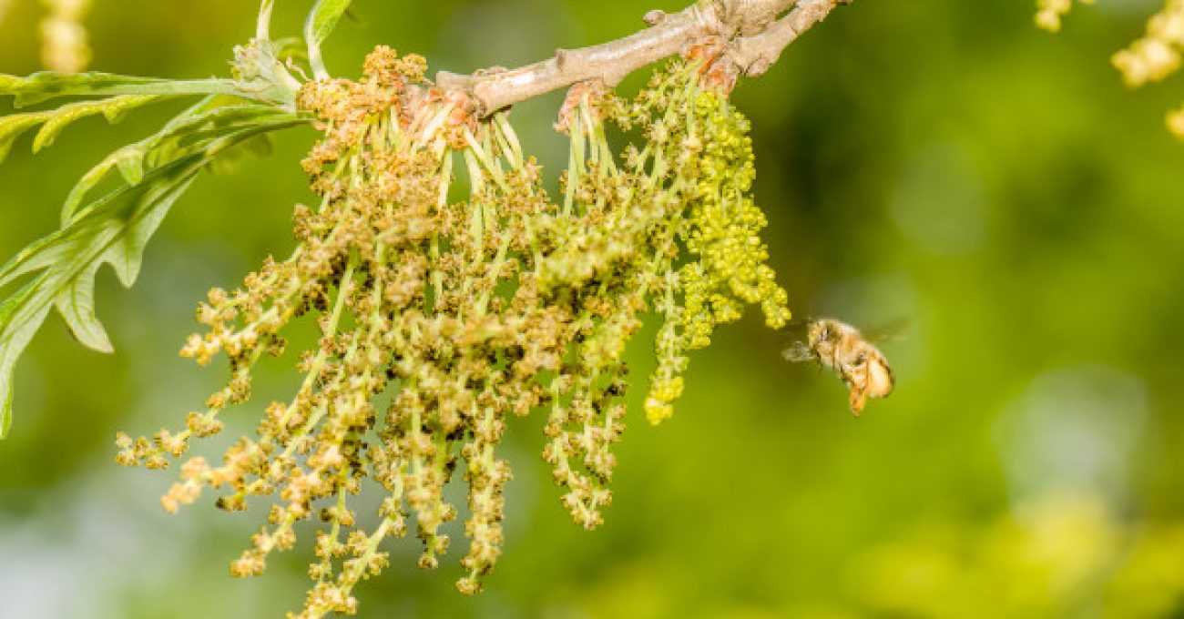 Bees on male bur oak flowers