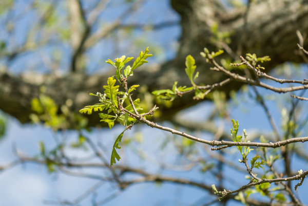 Leaves of bur oak