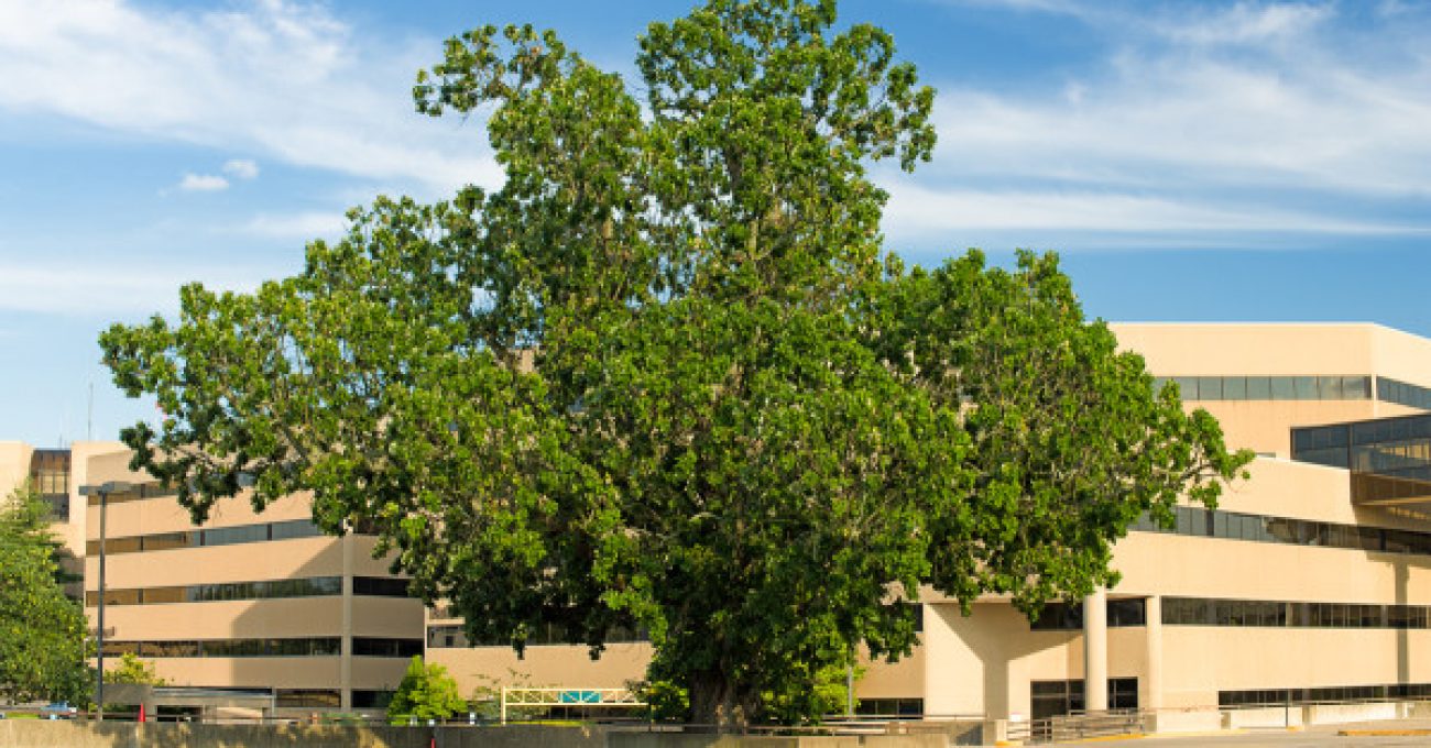 Bur oak, Quercus macrocarpa, at St. Joseph Medical Center parking garage.