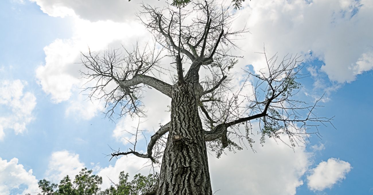 Ginkgo tree killed by stem damage