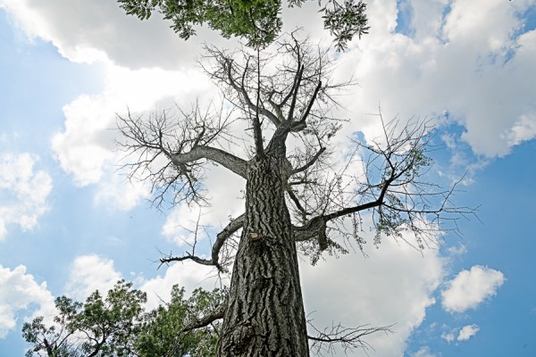 Ginkgo tree killed by stem damage