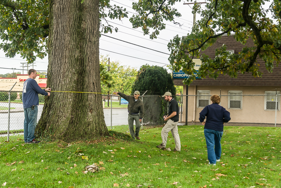 Measuring large oak tree