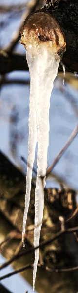 Icicle of maple sap