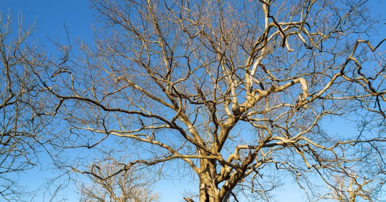 chinkapin oak